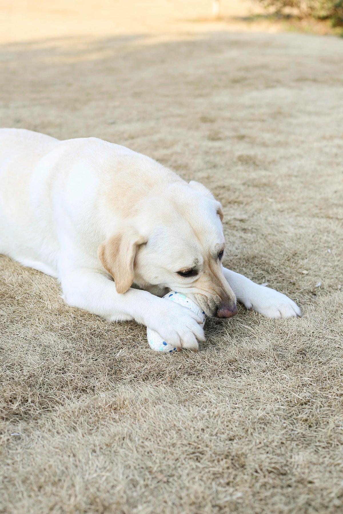 M-PETS BLOOM Rugby – Dog Toy Blue & White