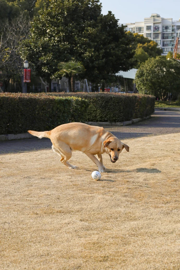 M-PETS BLOOM Rugby – Dog Toy Blue & White