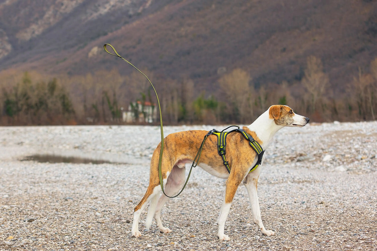 Leave 4 Seasons grip leash