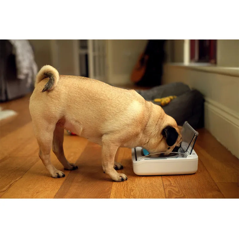 Gamelle hermétique automatique SureFeed – SureFlap