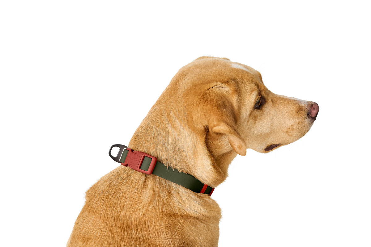 Collier pour chien HUNTER HAVANNA – réglable