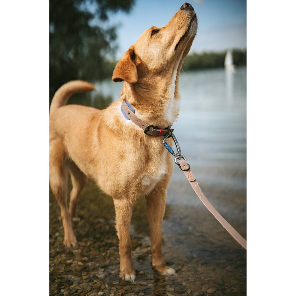 HUNTER HAVANNA Hundehalsband – Bequem & strapazierfähig