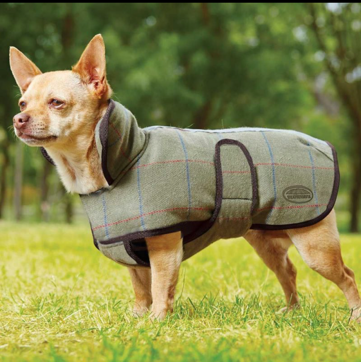 Manteau pour chien  Tweed Olive - Weatherbeetadog