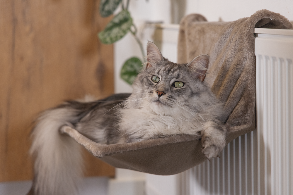 BEEZTEES Sleepy – Hamac douillet pour radiateur pour chat – 4 coloris