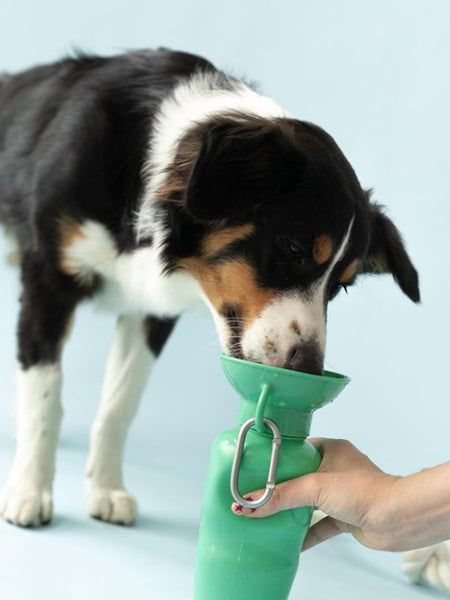Springer-Trinkflasche für Hunde – 650 ml