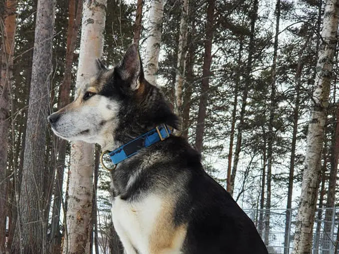 Collier Sleddog – AXAECO