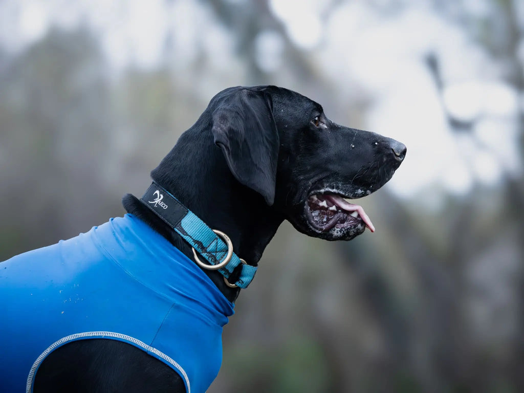 Collier Sleddog – AXAECO