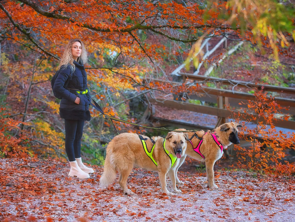 Ceinture de trekking pour chien – AXAECO Trekking Belt