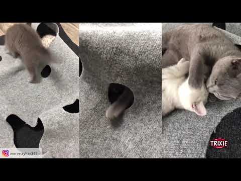 TRIXIE Cat Activity Adventure Carpet – Tapis de jeu interactif et de fouille pour chat – 99 × 99 cm