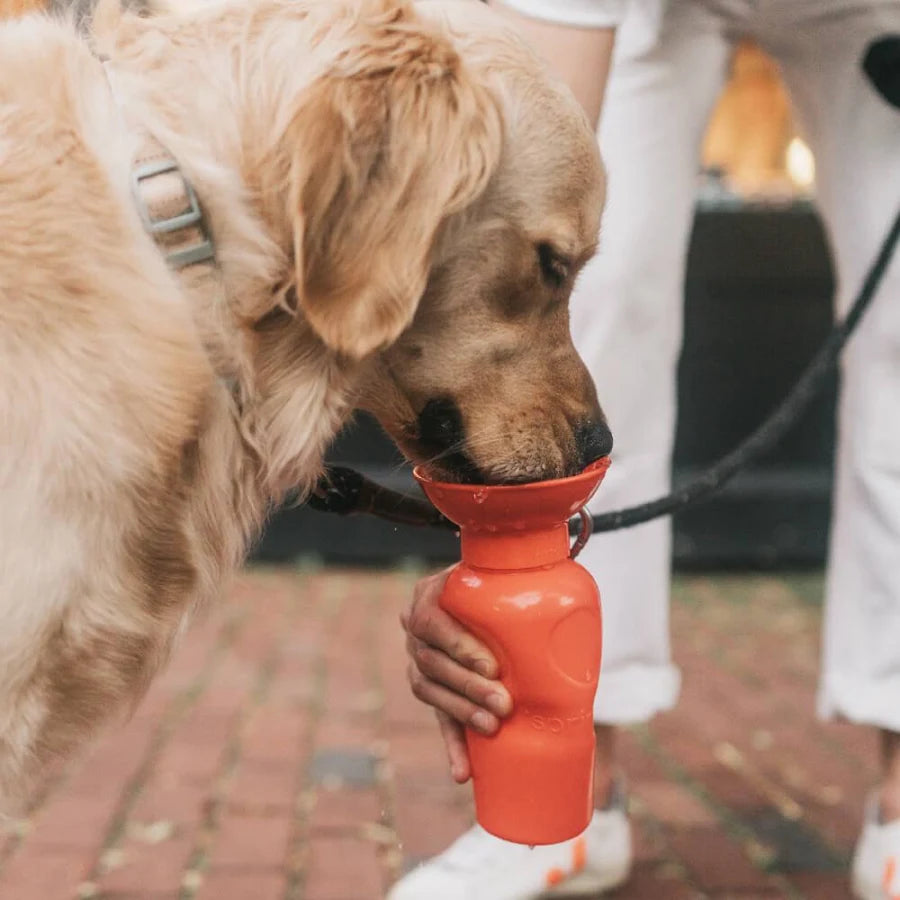 Springer-Trinkflasche für Hunde – 650 ml