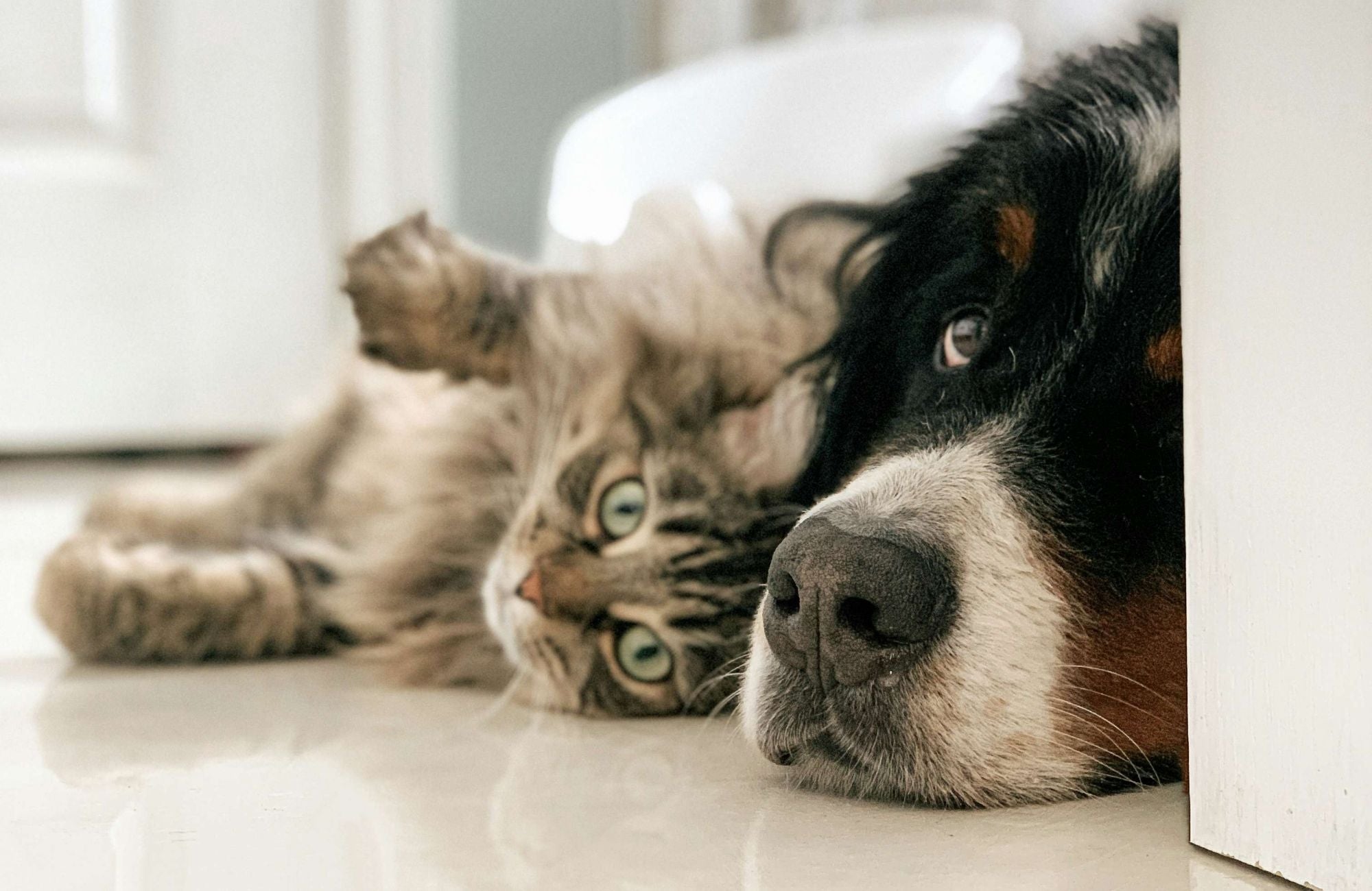 Un chat et un chien attendrissants